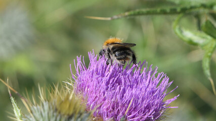 Common Carder Bee on a Scottish thistle in field