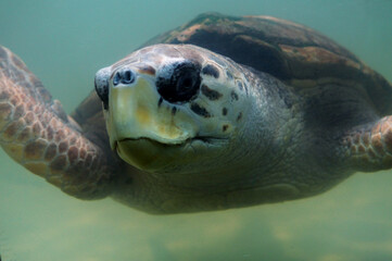 Close under water  view of a Caretta  or  loggerhead sea turtle .
