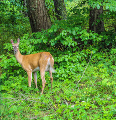 deer in the woods