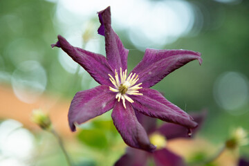 Purple Clematis Flower Blooming at End of Season