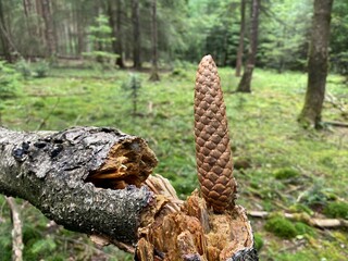 wild mushrooms in the forest