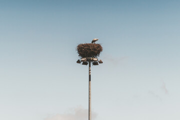 A tall metal pillar in the center of the composition with multiple lamps on a round metal beam and with a bird nest on the top made of twigs and branches; a single lonely stork on the top of the pole