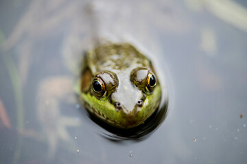 Grenouille du Québec