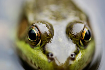 Grenouille du Qu&eacute;bec