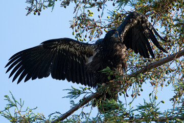 4-months old bald eagle eaglet learning to fly, seen in the wild in North California 