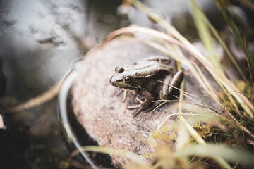 Grenouille du Québec