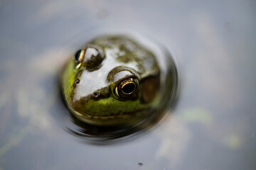 Grenouille du Qu&eacute;bec