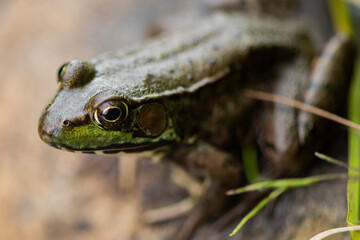 Grenouille du Québec