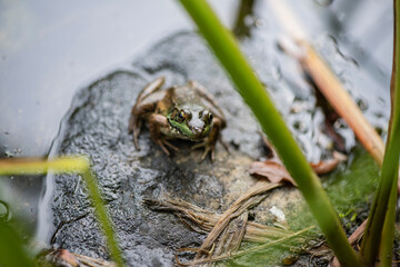 Grenouille du Québec