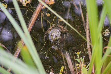 Grenouille du Québec