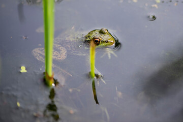 Grenouille du Québec