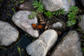 Papillon du Québec oranger