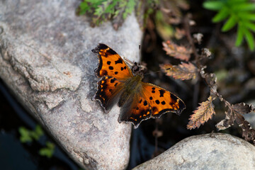 Papillon du Québec oranger