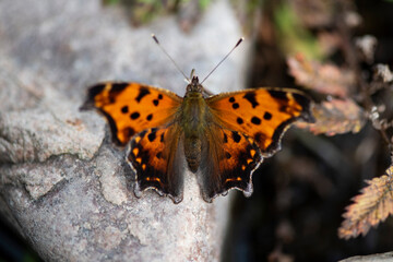 Papillon du Québec oranger