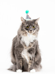 Cat in a Birthday Hat