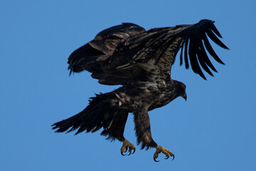 4-months old bald eagle eaglet showing off his talons, seen in the wild in North California 