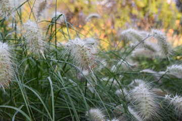 Pennisetum