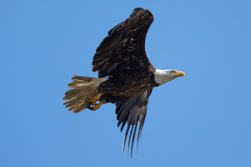 Closeup of a bald eagle flying, seen in the wild in  North California