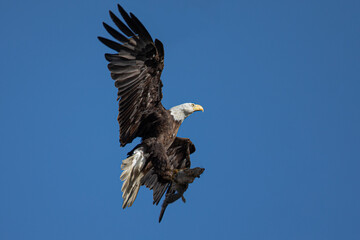 Closeup of a bald eagle flying with a squirrel  on her talons, seen in the wild in  North California