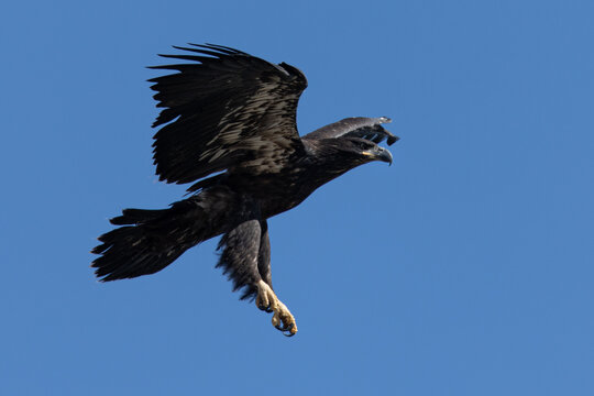 4-months old bald eagle eaglet showing off his talons, seen in the wild in North California 