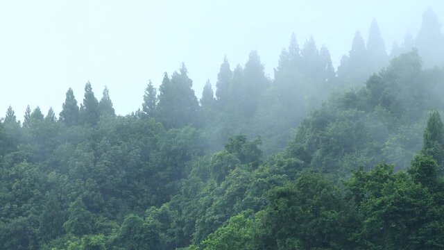 朝霧に包まれた山　雨の日　森林　梅雨の時期