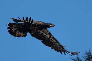 4-months old bald eagle eaglet learning to fly, seen in the wild in North California 