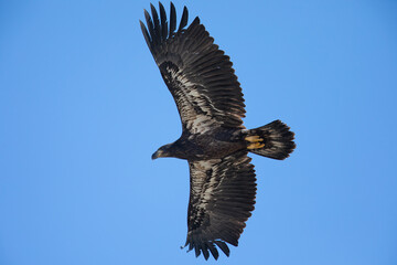 4-months old bald eagle eaglet learning to fly, seen in the wild in North California 
