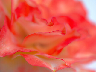 close up red petals of red pink rose with blurred for background and wallpaper ,macro image, abstract  background ,sweet color for card design ,soft focus