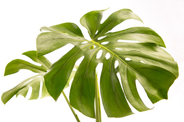 Two Tropical jungle Monstera leaf isolated on white background, top view. Tropical palm leaf close up.