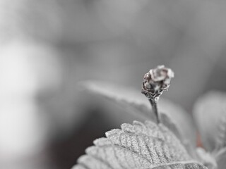 Closeup dead leaf of dry plants with black and white blurred background ,nature leaves ,macro image ,soft focus old photo ,vintage style for card design