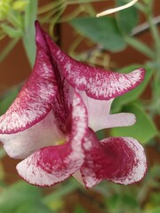 purple orchid flower