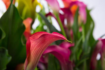 Calla lily Colorful Bouquet flowers in full bloom on display Floral pattern