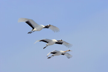 降下するタンチョウの家族（北海道・鶴居村）