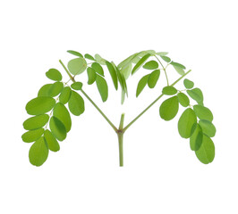 Moringa leaves have medicinal properties. top view