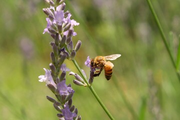 A honeybee stays on purple lavender flower.
Apis mellifera, worker bee, Lavandula angustifolia
