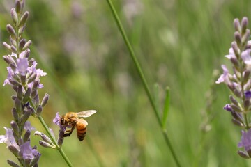 A honeybee stays on purple lavender flower.
Apis mellifera, worker bee, Lavandula angustifolia
