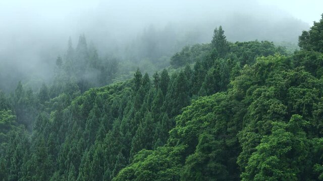 朝霧に包まれた山　雨の日　森林　梅雨の時期