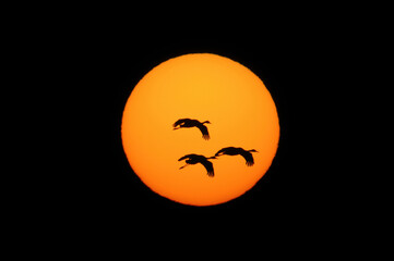 朝日とツル（鹿児島県・出水市）