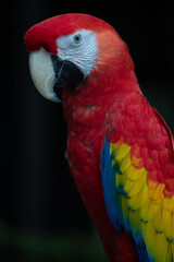 red and yellow macaw