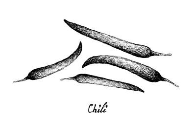 Herbal Plants, Illustration of Hand Drawn Sketch Green Chili Pepper Used for Seasoning in Cooking.
