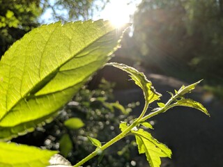 green leaves on a tree