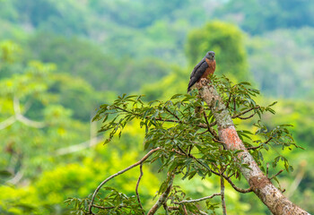 A hook billed kite (Chondrohierax uncinatus) perched in a ceiba tree inside Yasuni national park, Amazon Rainforest, Ecuador.
