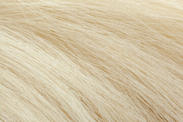 Milky white fur close-up, used as a background or texture. Soft focus