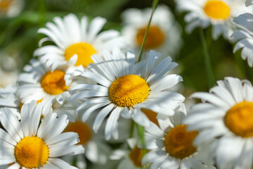 Obraz premium white daisies close-up, used as a background or texture