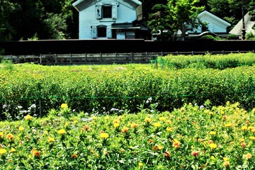 Obraz premium 豪農と紅花