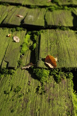 hoja de otoño cayendo en techo con musgo