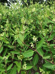 close up of numerous wild plants