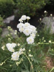 white flowers in the garden
