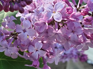 purple lilac flowers