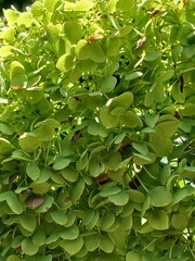 green leaves background